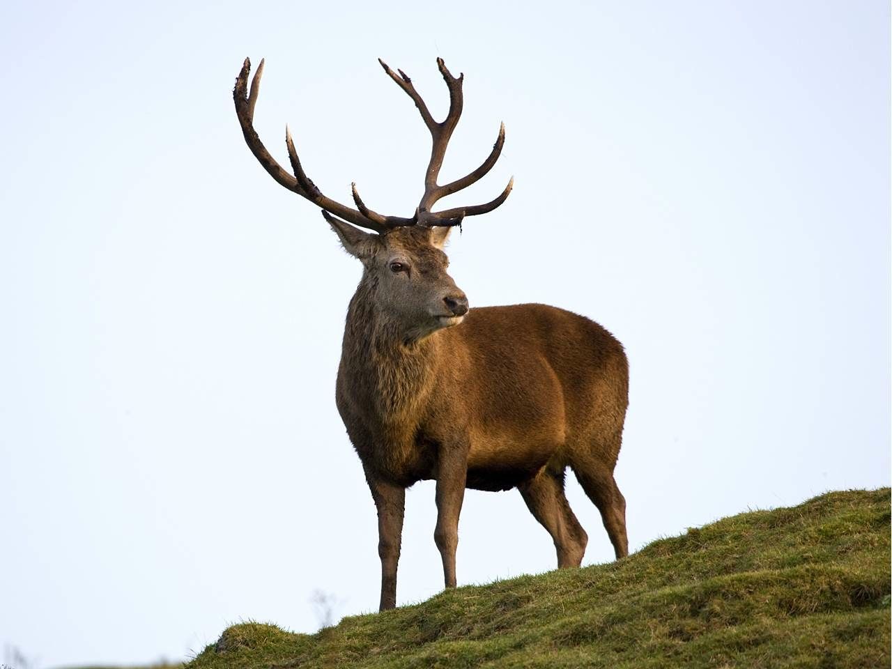 red deer on arran